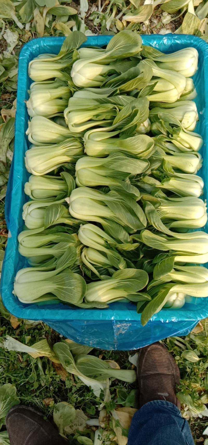 上海青小青菜小油菜，基地一站式供应精品货源，品质保证