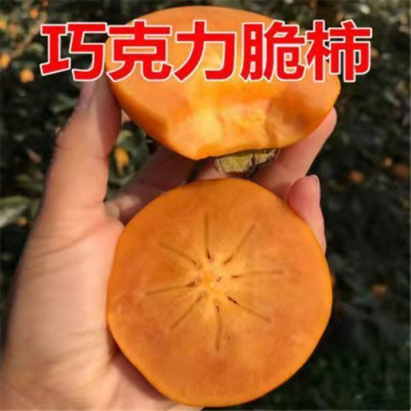 山东柿子树苗脆甜柿磨盘柿牛心柿特大柿子树