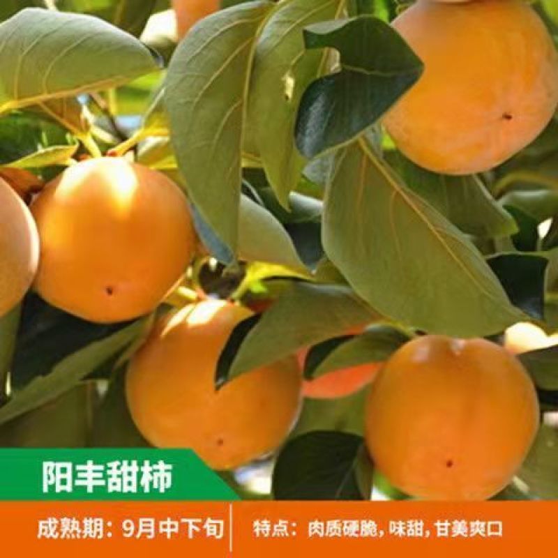 山东柿子树苗脆甜柿磨盘柿牛心柿特大柿子树