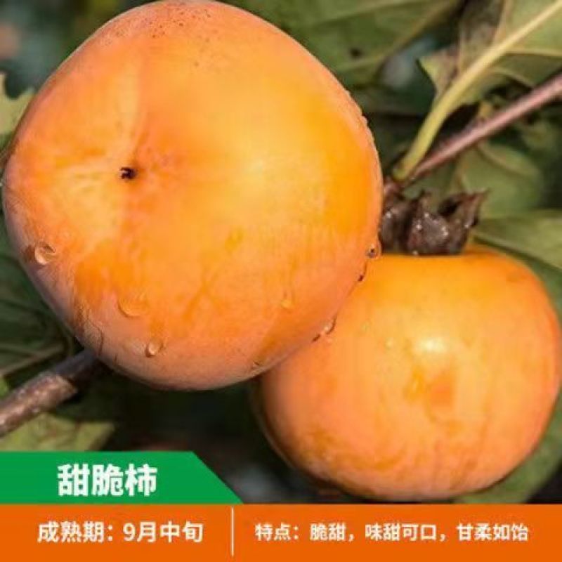 山东柿子树苗脆甜柿磨盘柿牛心柿特大柿子树