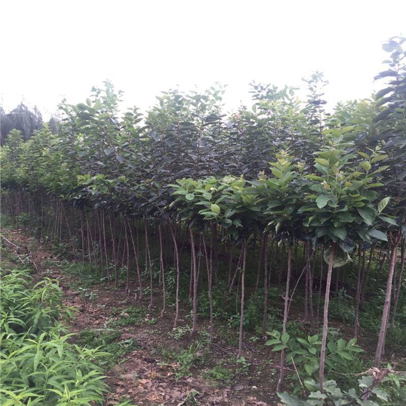 山东柿子树苗脆甜柿磨盘柿牛心柿特大柿子树