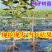 山东柿子树苗脆甜柿磨盘柿牛心柿特大柿子树