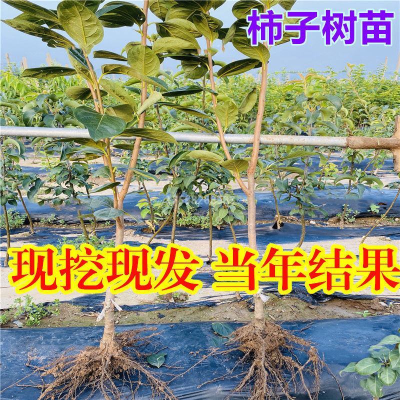 山东柿子树苗脆甜柿磨盘柿牛心柿特大柿子树