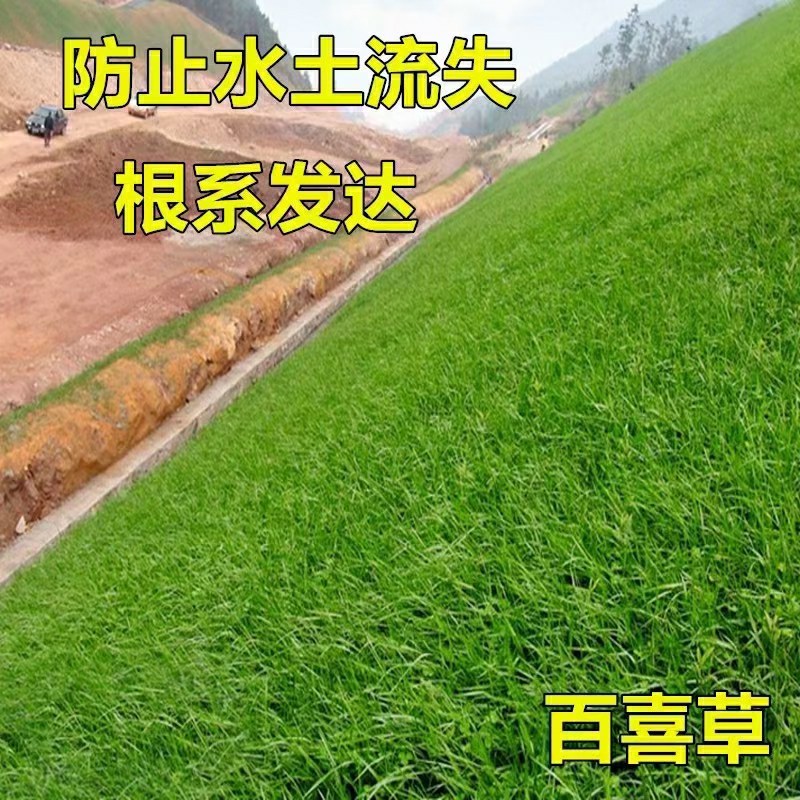 百喜草种子道路护坡水土保持公路堤坝绿化草种子矿区覆绿