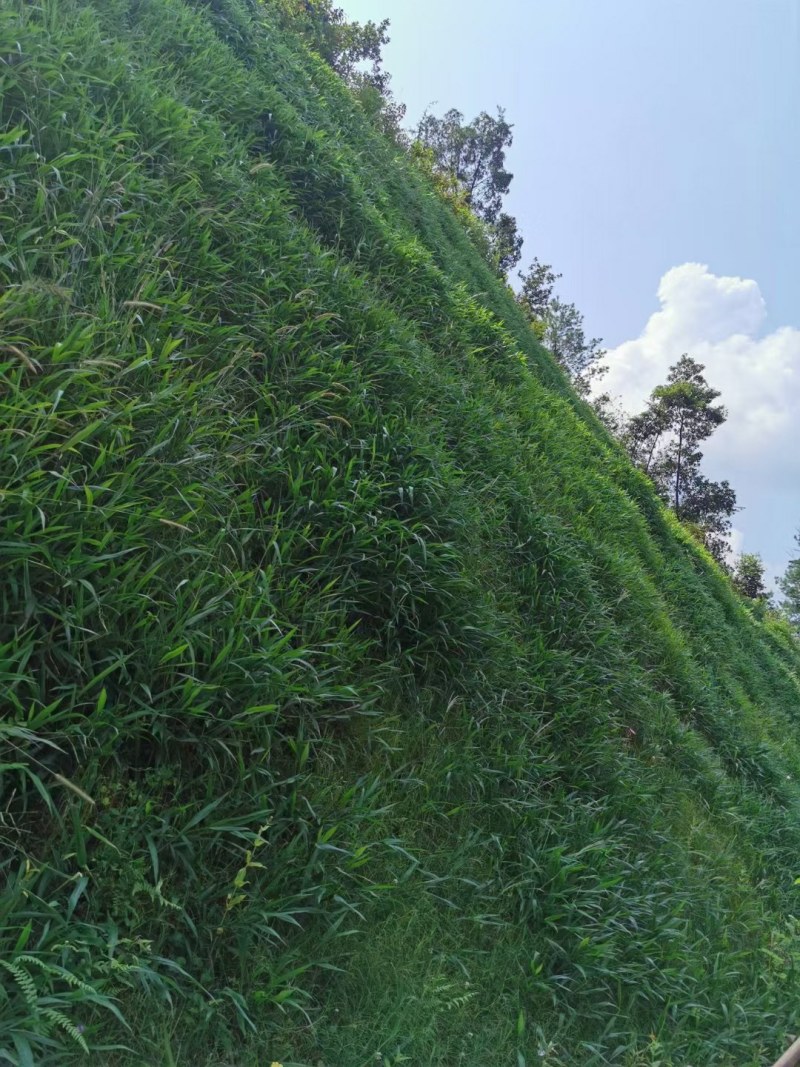 百喜草种子道路护坡水土保持公路堤坝绿化草种子矿区覆绿