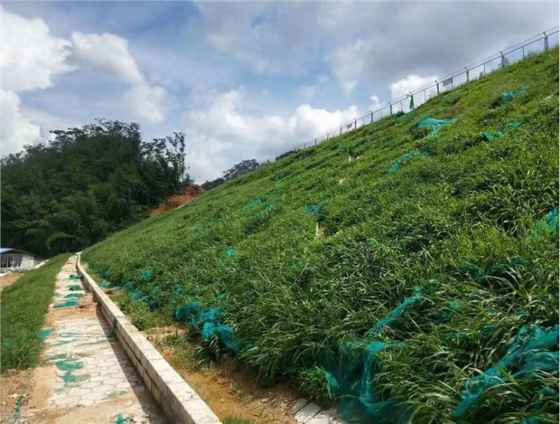 百喜草种子道路护坡水土保持公路堤坝绿化草种子矿区覆绿