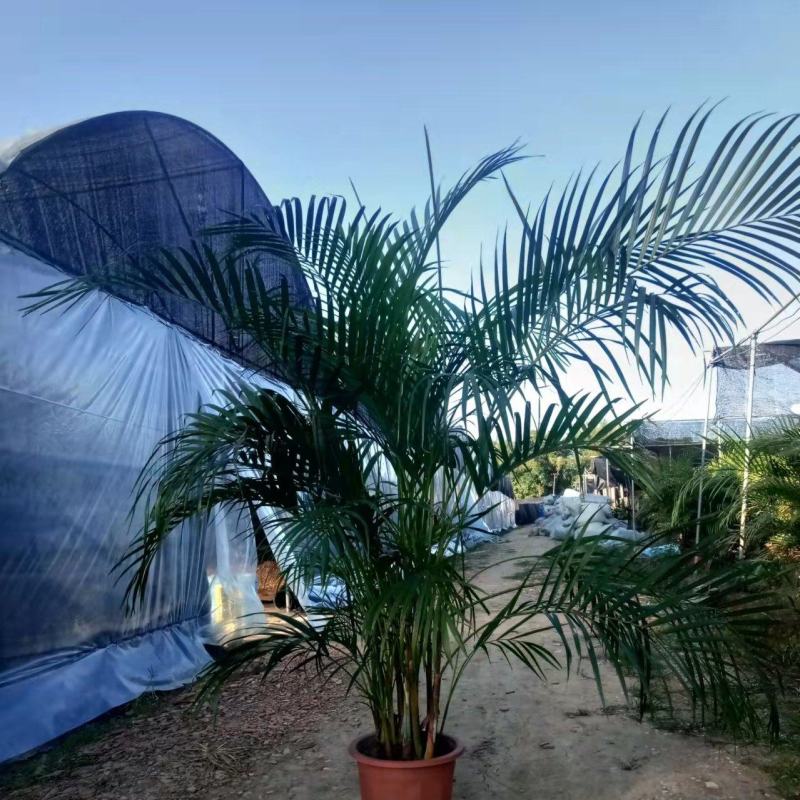 散尾葵佛山基地直销一手货源提供技术指导。