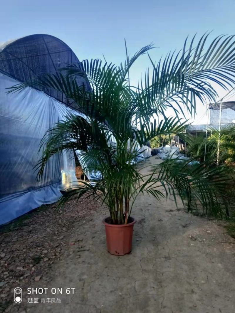 散尾葵佛山基地直销一手货源提供技术指导。