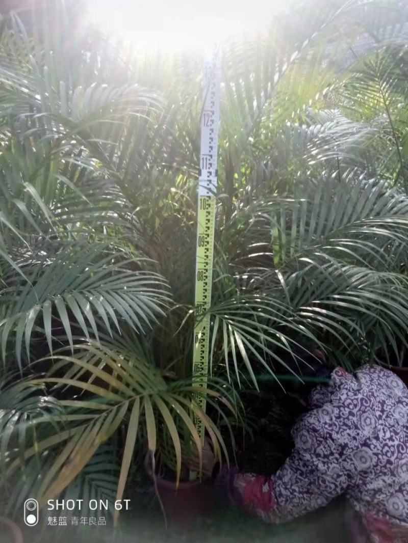 散尾葵佛山基地直销一手货源提供技术指导。
