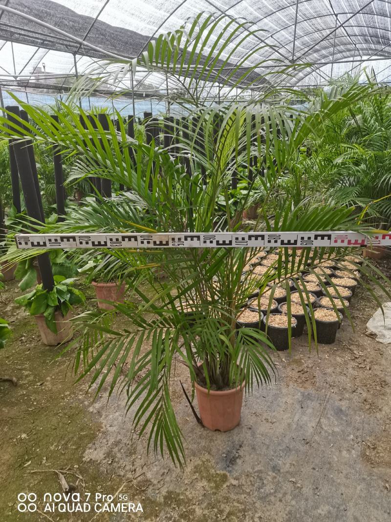 散尾葵佛山基地直销一手货源提供技术指导。