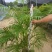 散尾葵佛山基地直销一手货源提供技术指导。