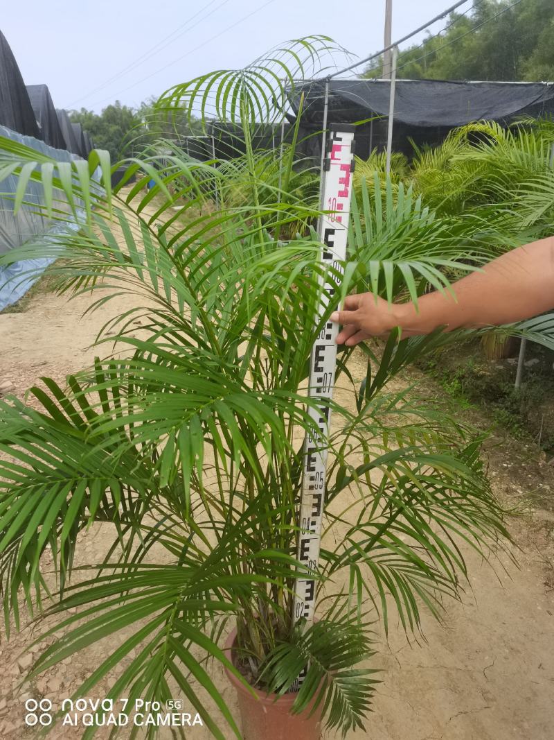 散尾葵佛山基地直销一手货源提供技术指导。