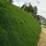 四季青草坪种子护坡草子高羊茅狗牙根黑麦草耐践踏庭院绿化草