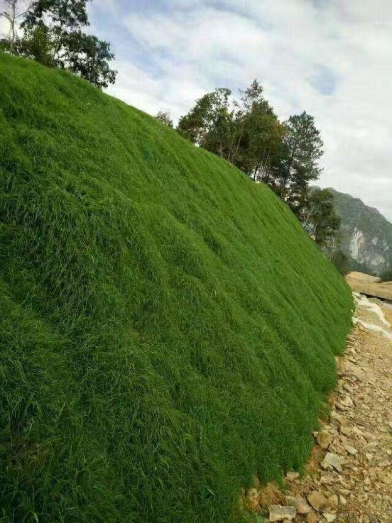 四季青草坪种子护坡草子高羊茅狗牙根黑麦草耐践踏庭院绿化草