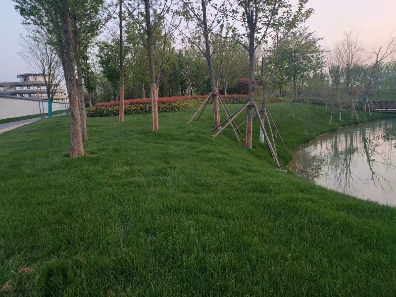 四季青草坪种子护坡草子高羊茅狗牙根黑麦草耐践踏庭院绿化草