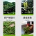 高原绿茶叶浓香型绿茶明前春茶高山云雾茶欧标干净免洗茶