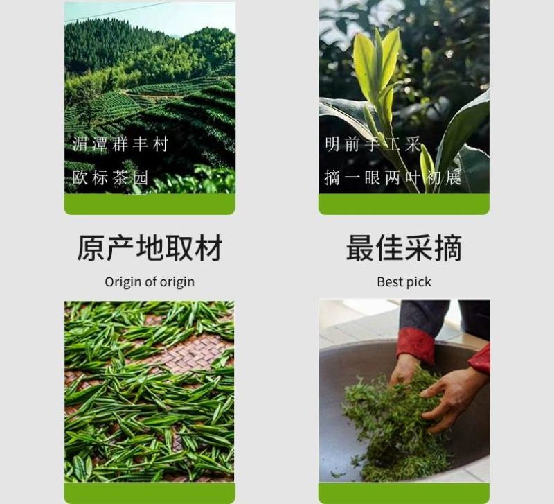 高原绿茶叶浓香型绿茶明前春茶高山云雾茶欧标干净免洗茶