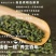 高原绿茶叶浓香型绿茶明前春茶高山云雾茶欧标干净免洗茶