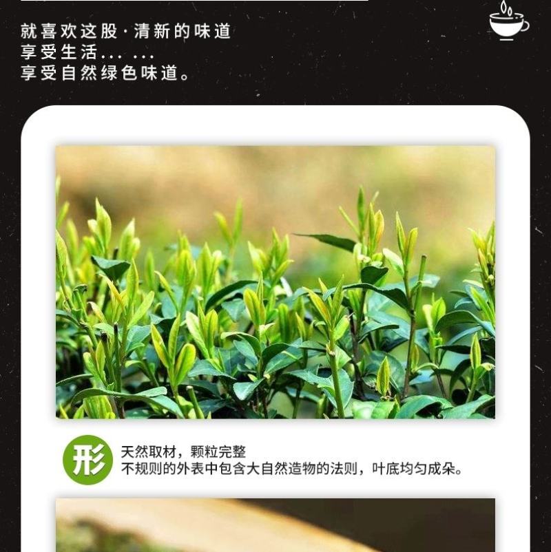 高原绿茶叶浓香型绿茶明前春茶高山云雾茶欧标干净免洗茶