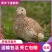 特价鹌鹑青年下蛋鹌鹑养殖场直发包邮包活手玩宠物鸟