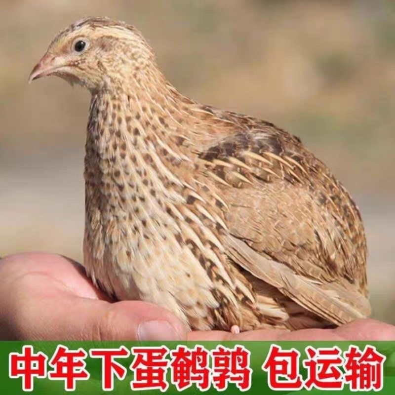 特价鹌鹑青年下蛋鹌鹑养殖场直发包邮包活手玩宠物鸟