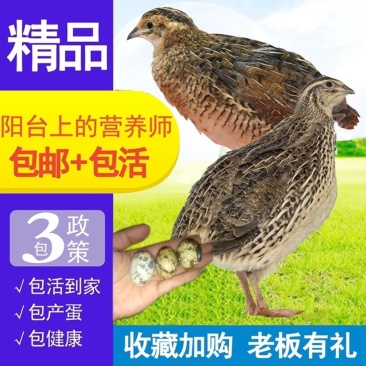 特价鹌鹑青年下蛋鹌鹑养殖场直发包邮包活手玩宠物鸟
