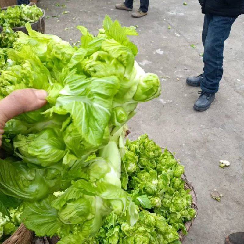 精品儿菜，抱儿菜，小心儿菜，基地大量直接供应欢迎来电订貨