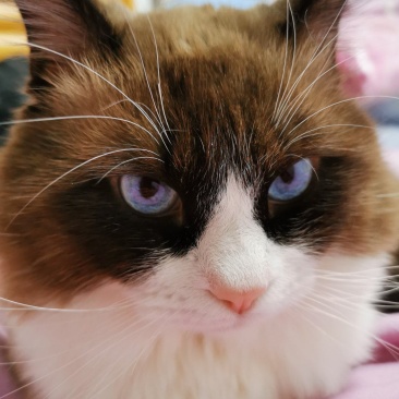 完美布偶猫