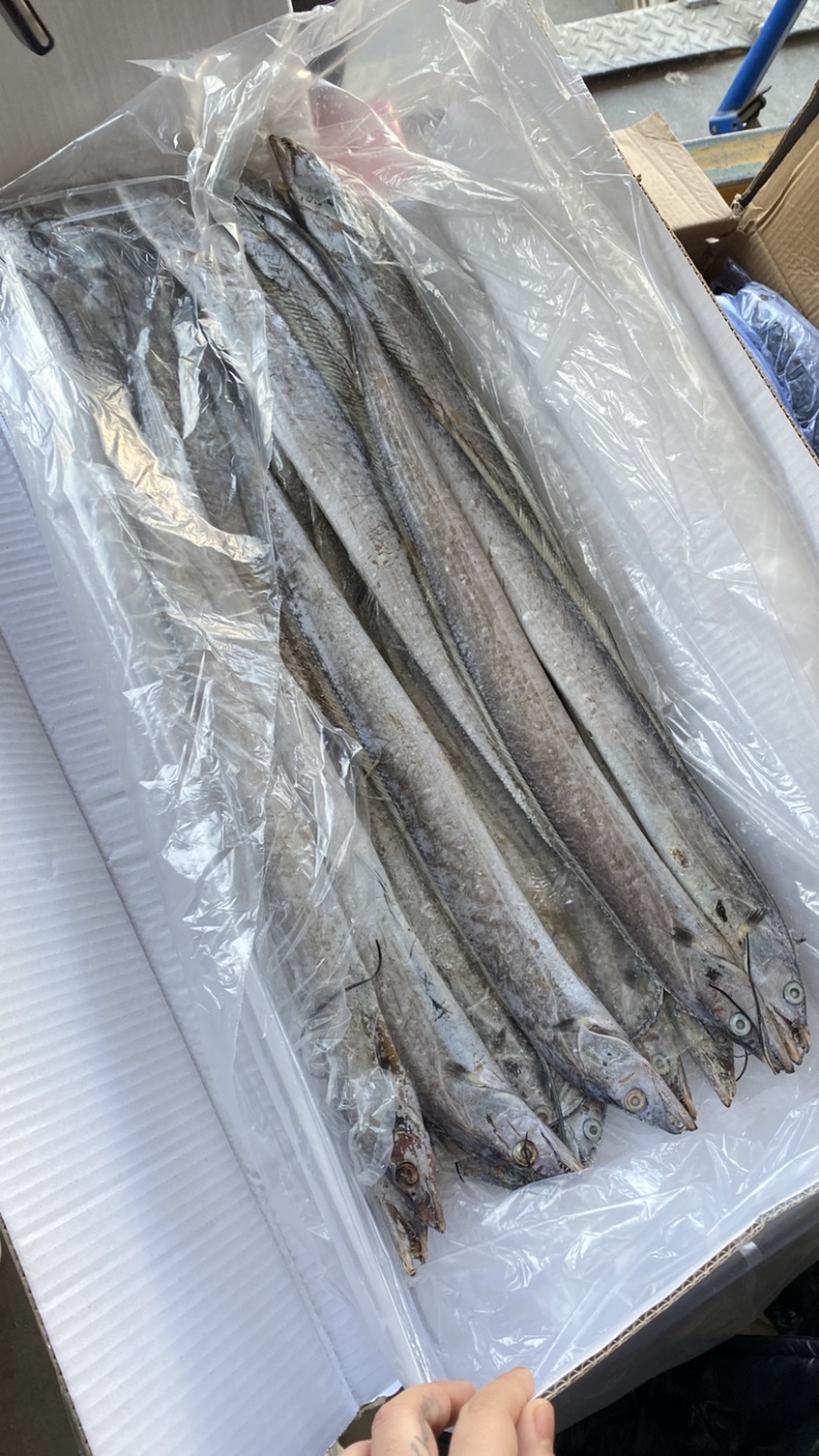 渤海湾刀鱼6.7斤一箱