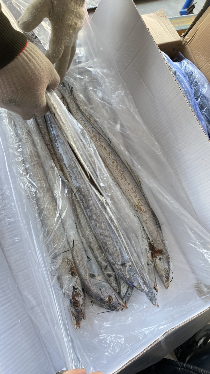 渤海湾刀鱼6.7斤一箱