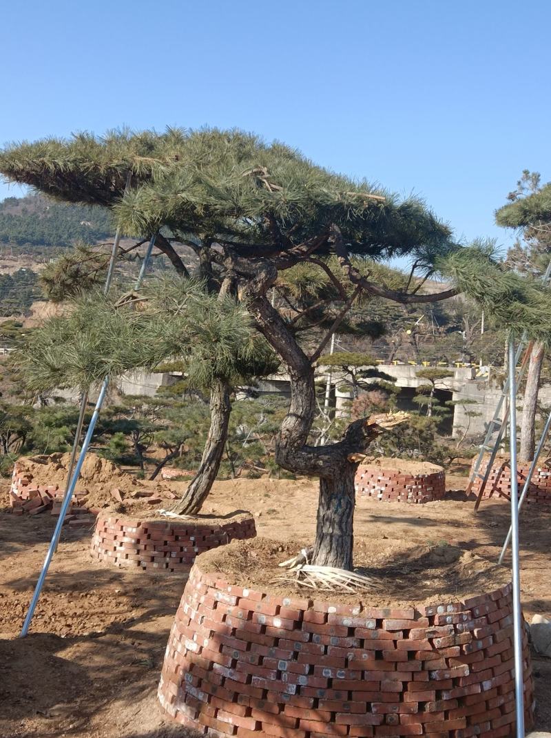 造型油松造型黑松各种园林绿化景观松迎客松