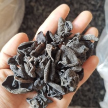 东北黑木耳无根肉厚小碗耳秋木耳批发商超饭店电商摆地摊