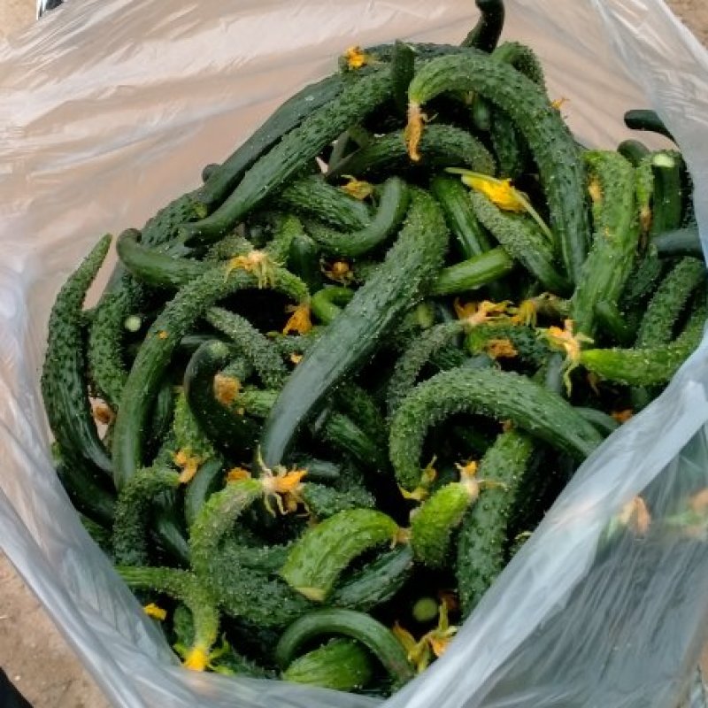 二级黄瓜黄瓜扭食堂货货源充足随时联系