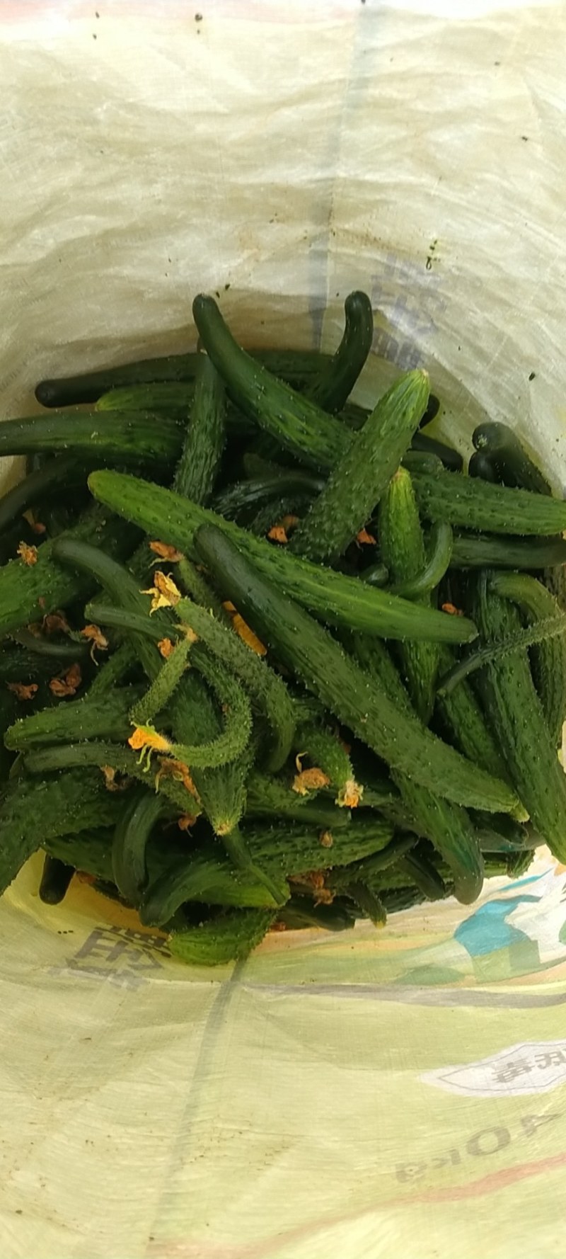 二级黄瓜黄瓜扭食堂货货源充足随时联系