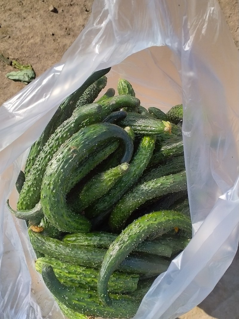 二级黄瓜黄瓜扭食堂货货源充足随时联系