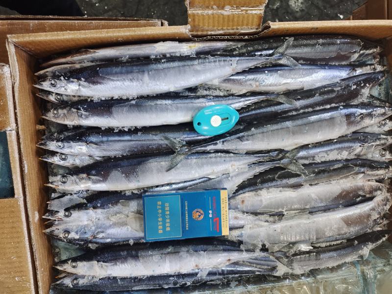 秋刀鱼海洋捕捞食品加工原料鱼船冻原料