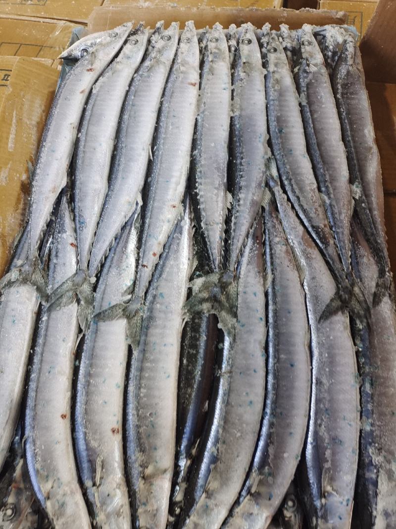 秋刀鱼海洋捕捞食品加工原料鱼船冻原料