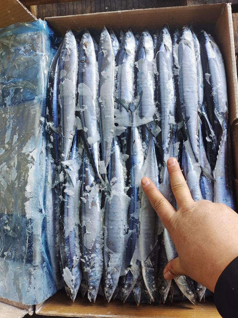 秋刀鱼海洋捕捞食品加工原料鱼船冻原料