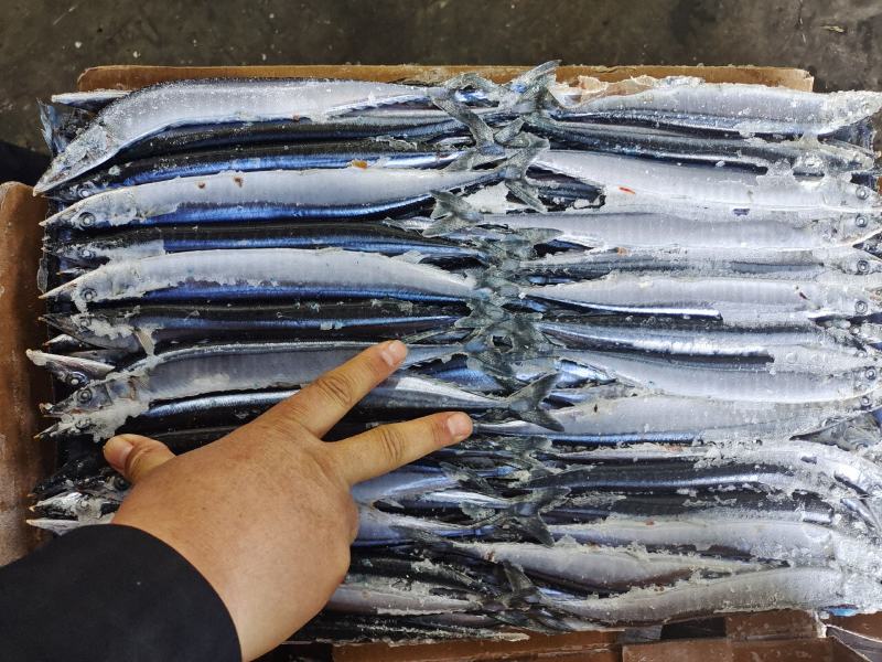 秋刀鱼海洋捕捞食品加工原料鱼船冻原料