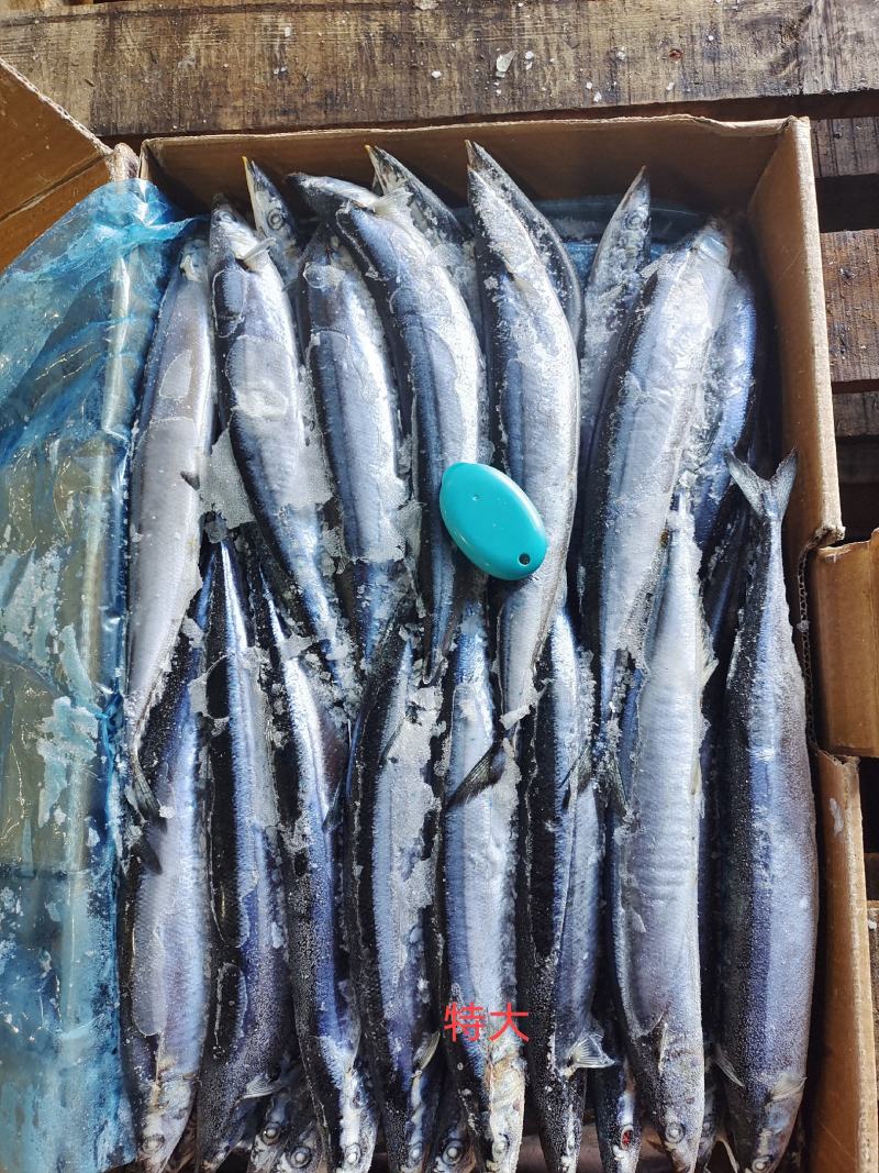 秋刀鱼海洋捕捞食品加工原料鱼船冻原料