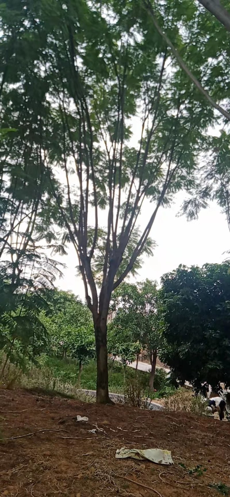 25公分蓝花楹分支2.5米高9米基地现货批发