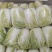 青杂三号白菜净菜毛菜市场货电商货装袋散装