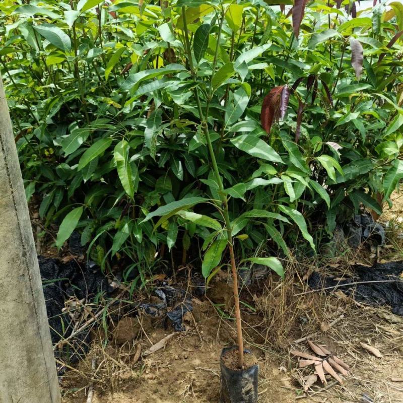 芒果实生苗营养杯苗，大量现货出售，量大从优