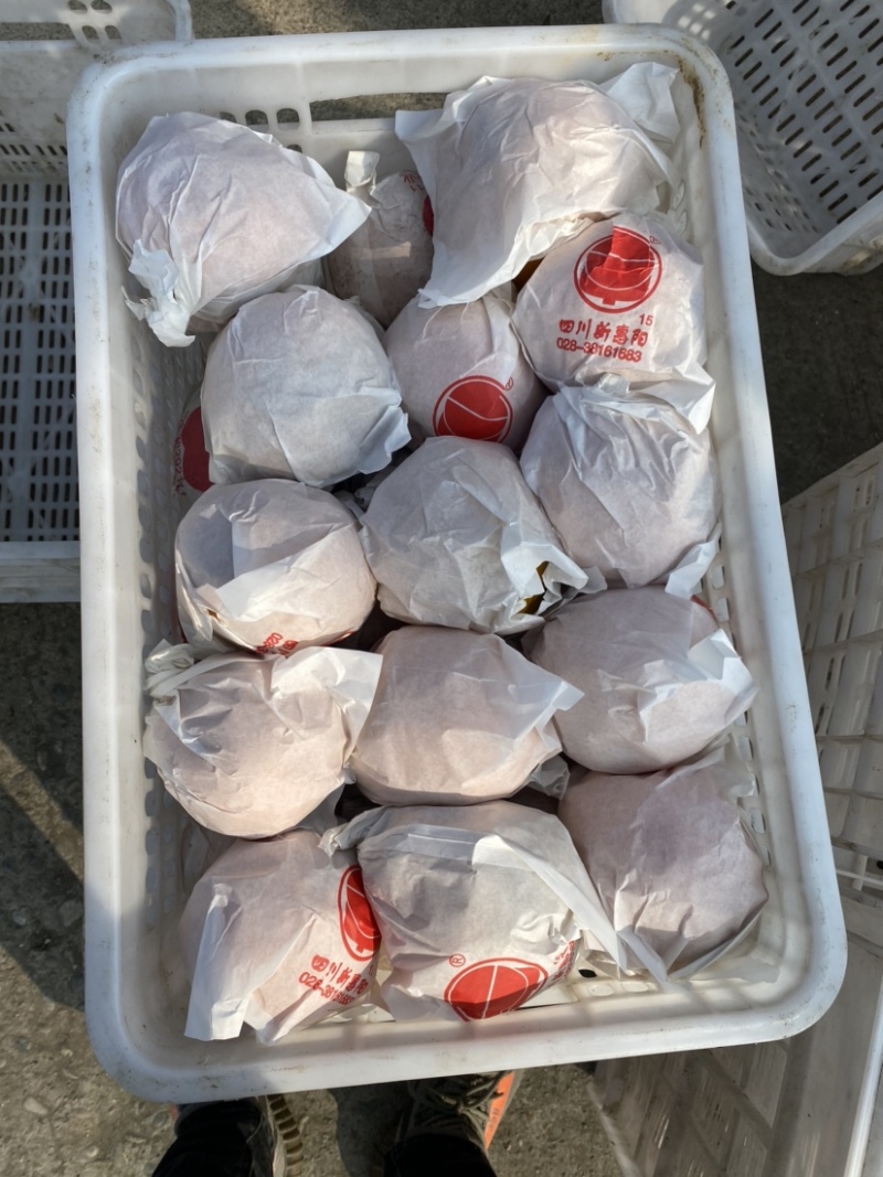 蒲江春见耙耙安高次大量批发水分好味道甜