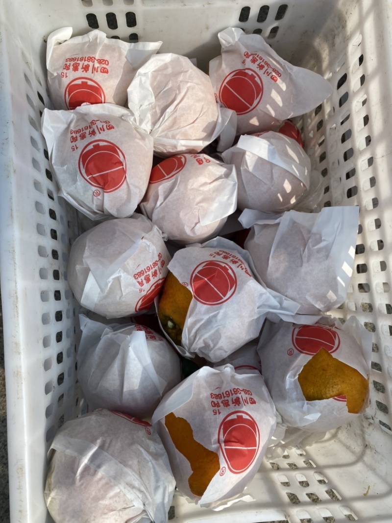 蒲江春见耙耙安高次大量批发水分好味道甜
