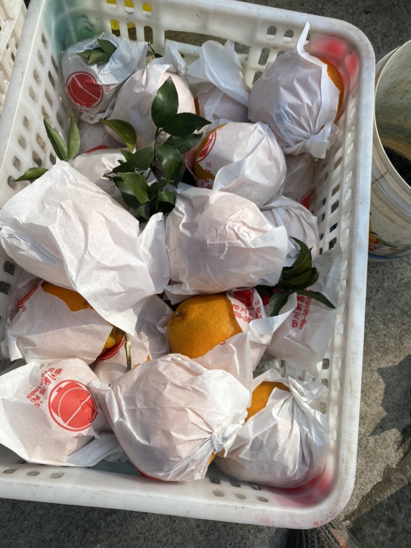 蒲江春见耙耙安高次大量批发水分好味道甜