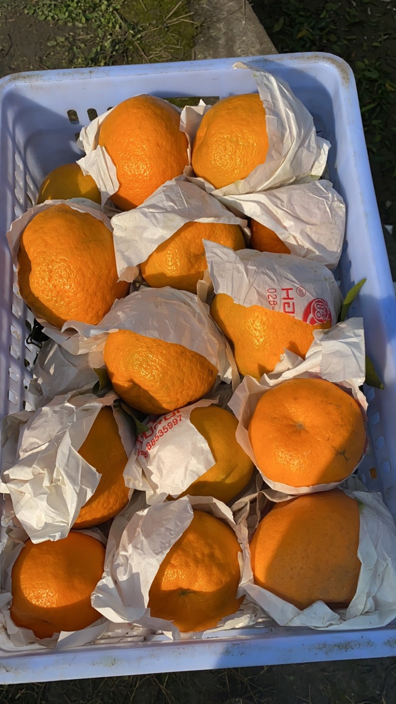 蒲江春见耙耙安高次大量批发水分好味道甜