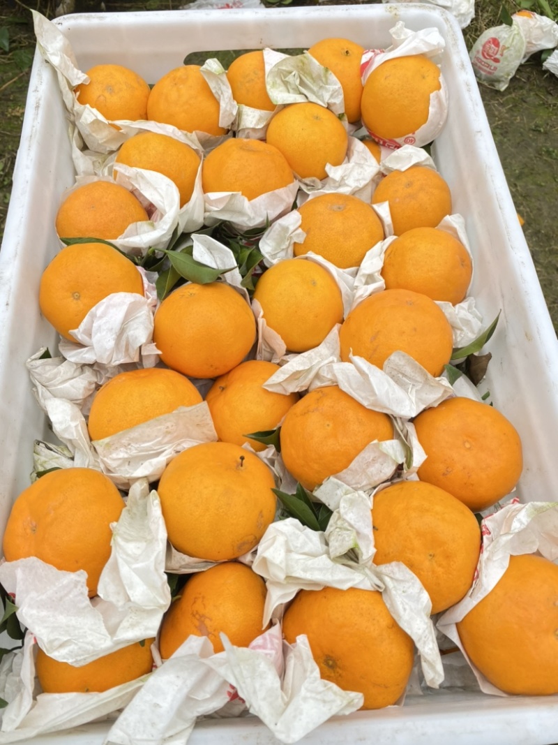 蒲江春见耙耙安高次大量批发水分好味道甜
