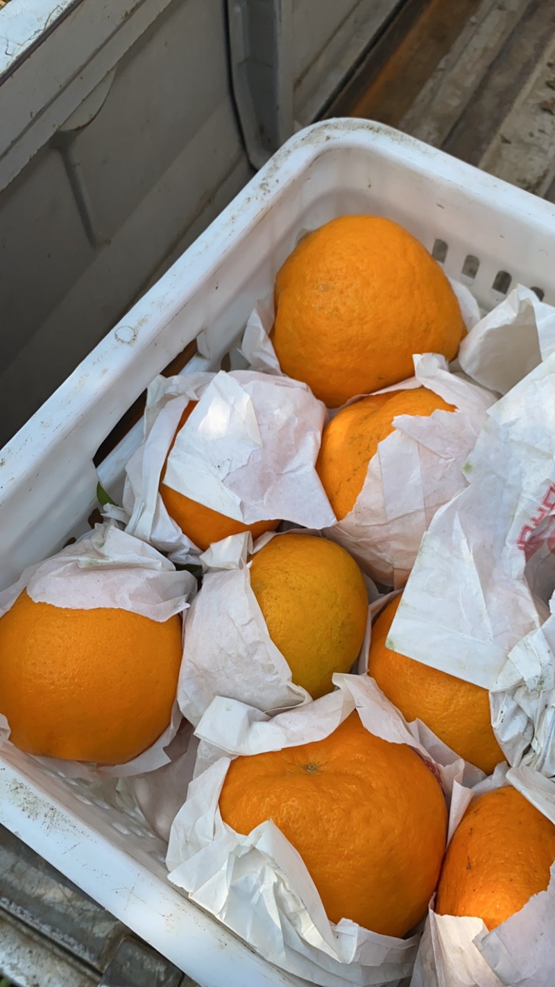 蒲江春见耙耙安高次大量批发水分好味道甜