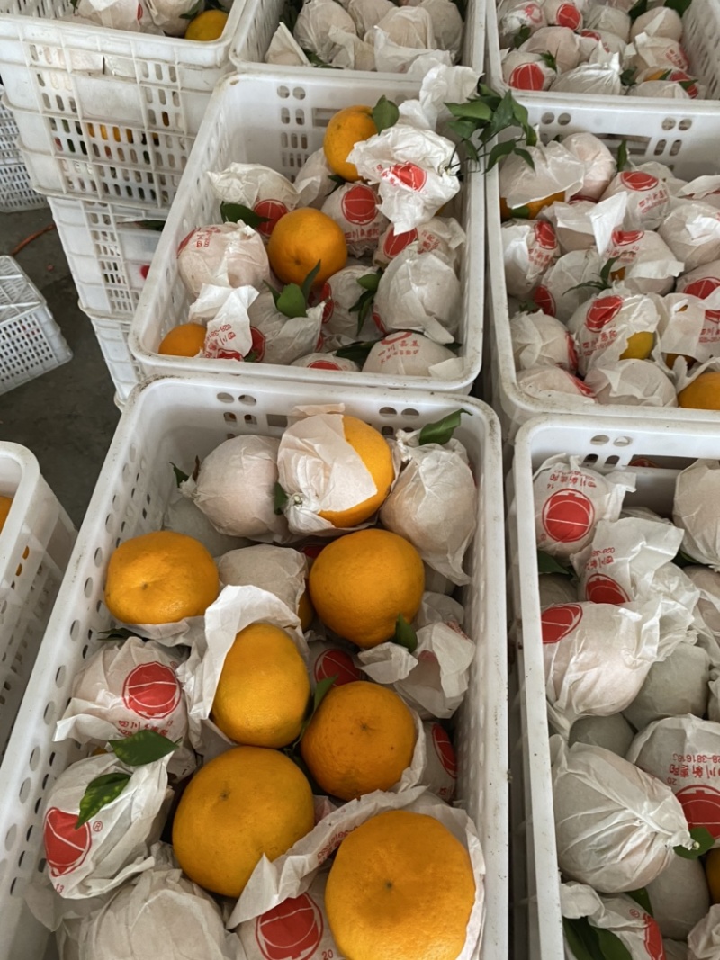 蒲江春见耙耙安高次大量批发水分好味道甜